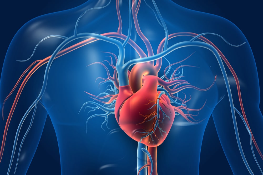 Human heart with blood vessels