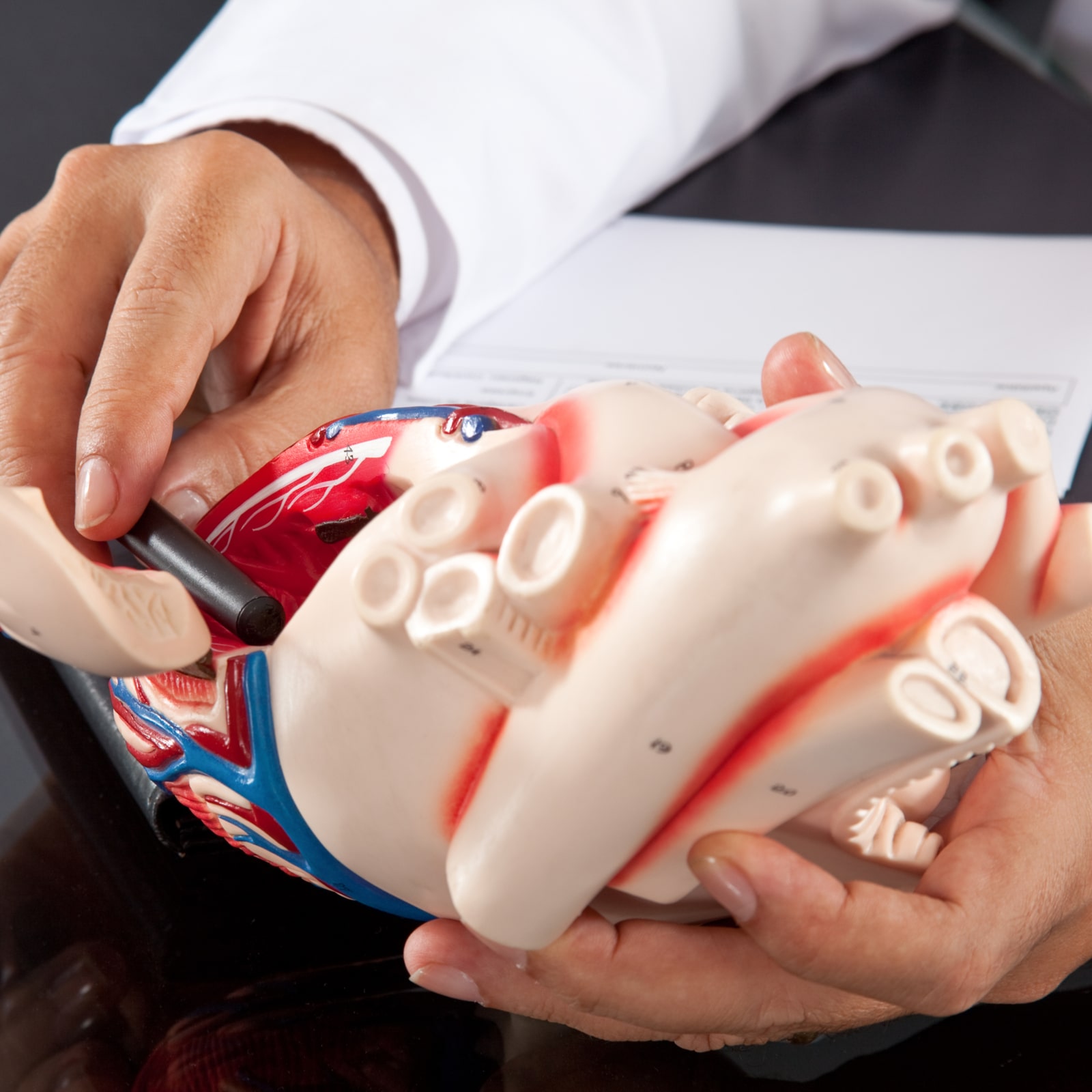 Doctor showing a model of a heart